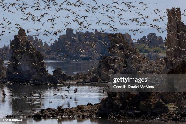 Phalaropes take flight at the site of an osprey flying near tufa towers, calcium carbonate formations that grow in carbonate-rich saltwater lakes, at...