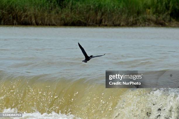 Bird flies over the river Ajay in Bolpur, West Bengal, India, 17 July, 2021. Ajay River is a major river in Jharkhand and West Bengal. It originates...