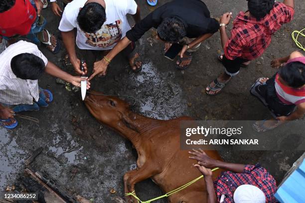 Graphic content / Rohingya Muslim refugees prepare to slaughter an animal during the Eid al-Adha or the 'Festival of Sacrifice, at a refugee camp in...