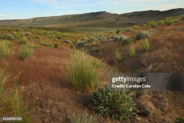 NEVADAIn windswept, remote Thacker Pass in the far northern reaches of Nevada permits approved for a massive lithium mine, proposed by Lithium...