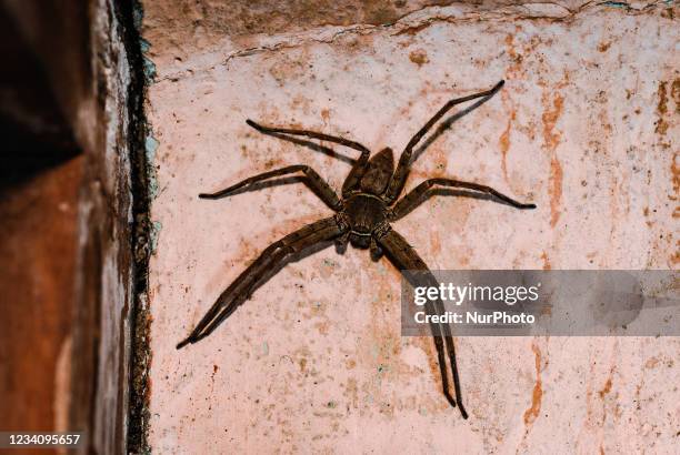 Huntsman spiders are a species of spider in the family Sparassidae. The spiders are known by this name because of their speed and mode of hunting. It...