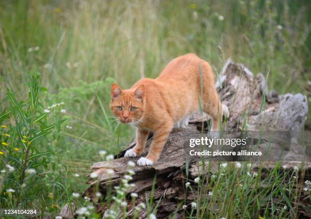 July 2021, Brandenburg, Schorfheide/Ot Werbellin: A cat with red fur stands in a meadow on the remains of a weathered tree trunk. The fact that...