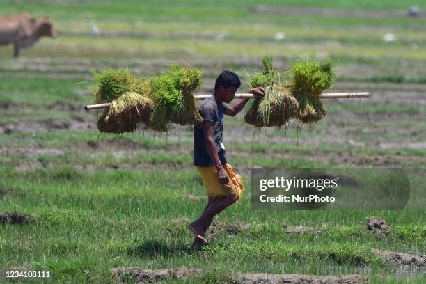 Farmer carry saplings to be planted at a paddy field at a village in Nagaon district of Assam, India on July 22, 2021.