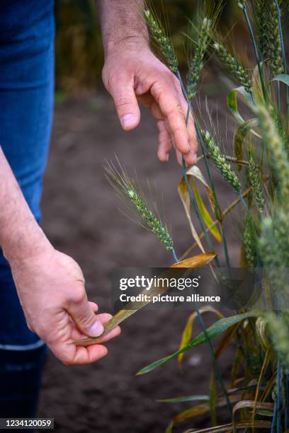 July 2021, Saxony-Anhalt, Quedlinburg: A scientist from the Institute for Resistance Research and Stress Tolerance of the Julius Kühn-Institut shows...