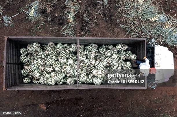 Aerial view of an agave pineapples used to make tequila in Tequila, Jalisco state, Mexico, on July 23 amid the International Tequila Day.