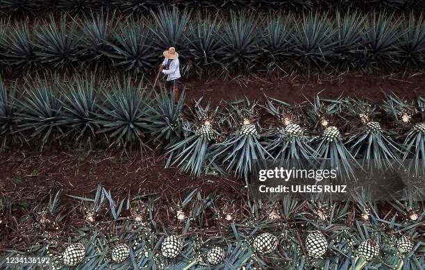 Aerial view of an agave plantation used to make tequila in Tequila, Jalisco state, Mexico, on July 23 amid the International Tequila Day.