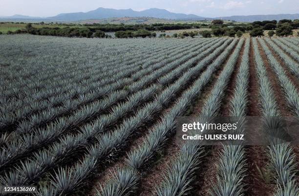Aerial view of an agave plantation used to make tequila in Tequila, Jalisco state, Mexico, on July 23 amid the International Tequila Day.