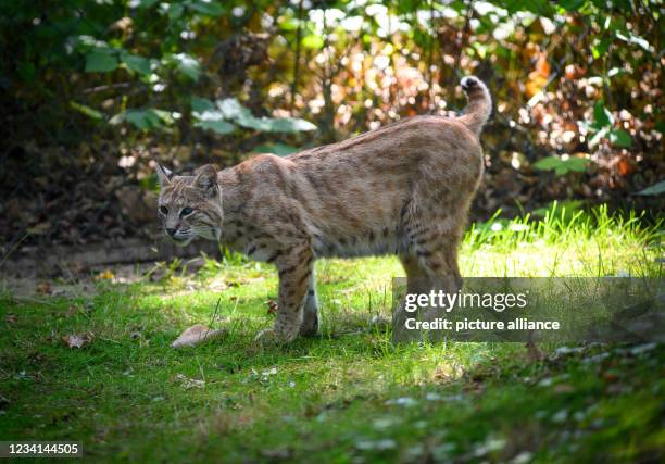 July 2021, Brandenburg, Cottbus: A bobcat walks through the enclosure at the zoo. Photo: Soeren Stache/dpa-Zentralbild/dpa