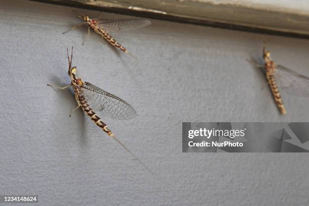 Close-up of mayflies in Uxbridge, Ontario, Canada. Mayflies are unique among insects in that they moult one more time after acquiring functional...