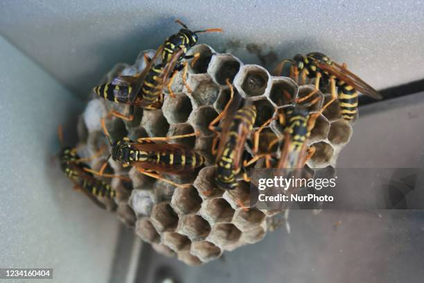 European paper wasps on a small nest in Ontario, Canada.