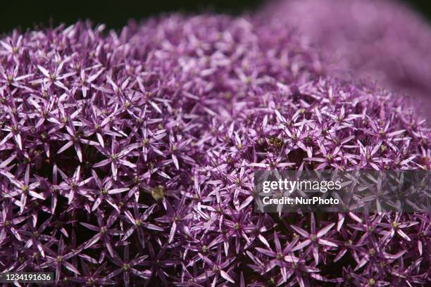 Close-up of purple allium flowers growing in a small garden in Ontario, Canada.