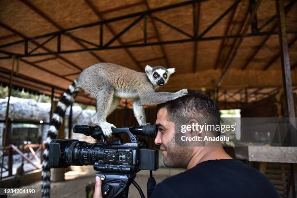 Lemur is seen above a camera as a cameraman tries to record them at Tarsus Nature Park in Mersin, Turkey on July 25, 2021. The population of lemurs,...