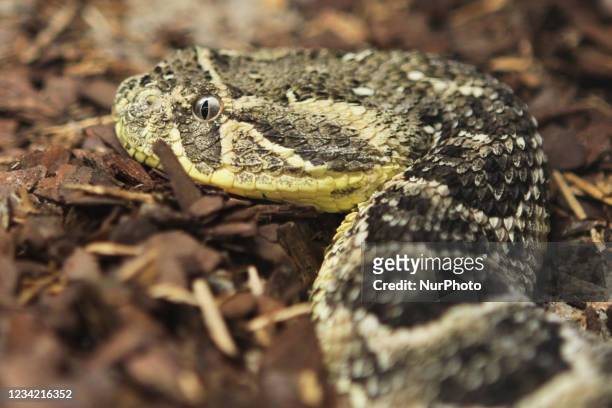 Puff Adder snake on display in Ontario, Canada. The Puff Adder is a venomous viper species found in savannah and grasslands from Morocco and western...