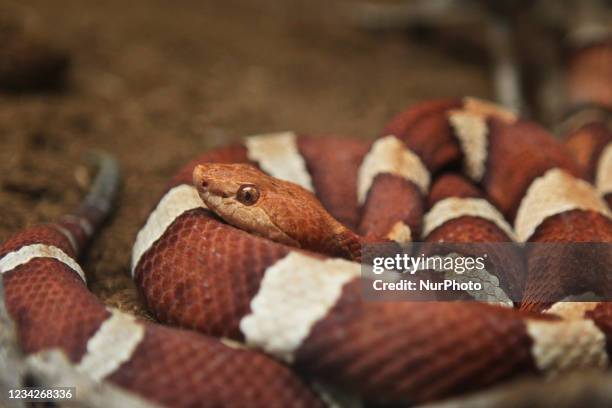 Copperhead snake on display in Ontario, Canada.