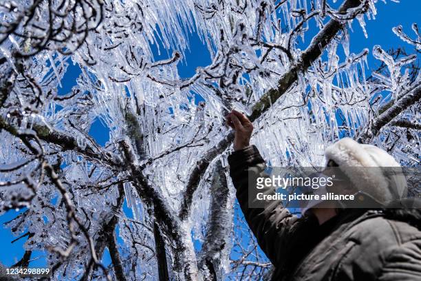 July 2021, Brazil, Sao Joaquim-Urupema: A woman with a mouth-nose-snout rejoices over a frozen tree after it snowed in the southern area due to a...