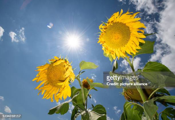 July 2021, Hessen, Biebesheim: Two sunflowers stand on a field in front of a blue sky. At the weekend the temperatures are supposed to rise again to...