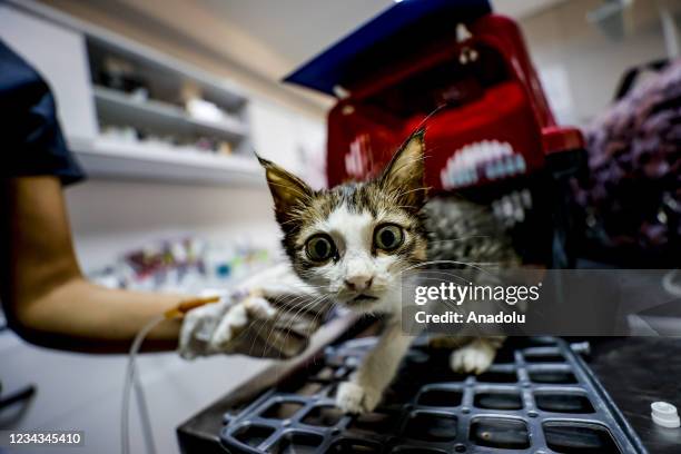 An injured cat receives treatment at a veterinary clinic by volunteer vets after a forest fire that broke out in Manavgat district of Turkeyâs...