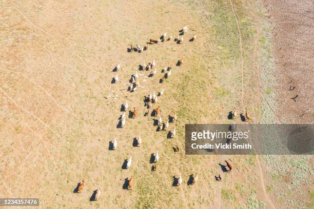 drone viewpoint of a herd of beef cattle in a barren pasture - hereford cattle fotografías e imágenes de stock