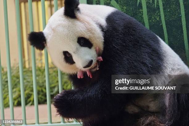 The giant panda Huan Huan, which means "Happy" in Chinese, and her twin cubs are seen inside their enclosure after she gave birth at Beauval Zoo in...