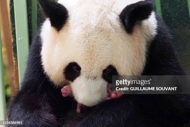 The giant panda Huan Huan, which means "Happy" in Chinese, and her twin cubs are seen inside their enclosure after she gave birth at Beauval Zoo in...