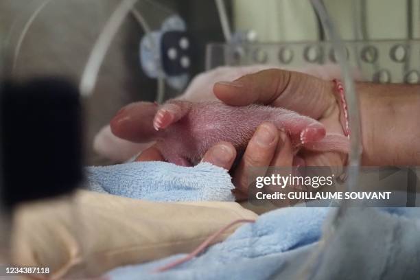 Veterinarian takes care of the first twin after the female panda Huan Huan, which means "Happy" in Chinese, gave birth at Beauval Zoo in...
