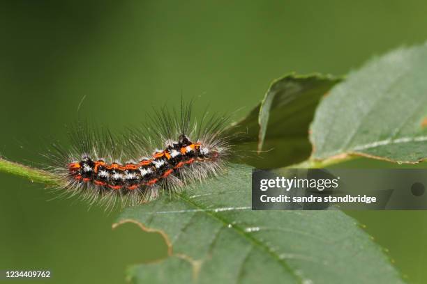 a pretty yellow-tail moth caterpillar, euproctis similis, feeding on the leaves of a dog rose, rosa canina, growing in the countryside in the uk. - ca nina stock pictures, royalty-free photos & images