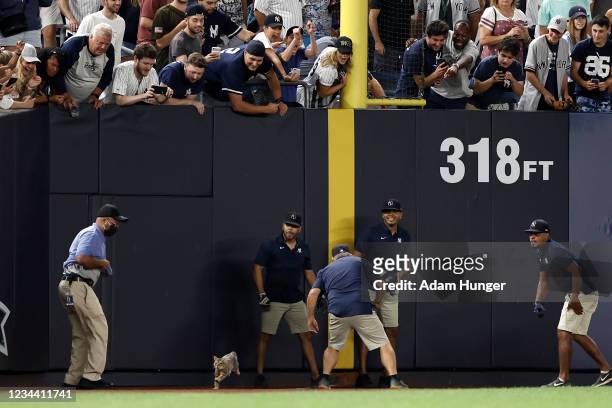 Cat runs away from security and grounds crew members during the eighth inning of a game between the Baltimore Orioles and the New York Yankees at...