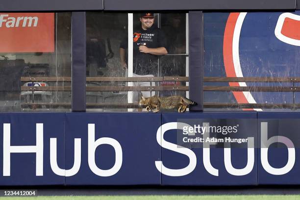 Member of the Baltimore Orioles looks on from the bullpen as a cat got loose on the field against the New York Yankees during the eighth inning at...