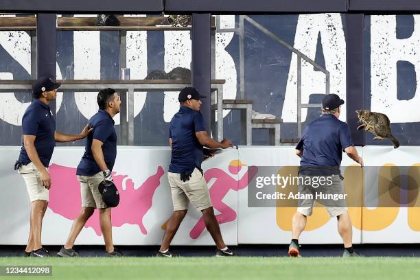 Members of the grounds crew try to catch a cat that got loose on the field during the eighth inning between the Baltimore Orioles and the New York...