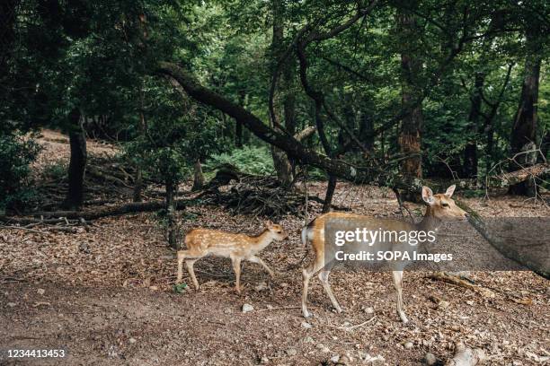 Pair of deer take a walk near Mt Wakakusa. Mt. Wakakusa is a mountain located in the eastern edge of Nara Park in Nara City, Nara Prefecture, and it...