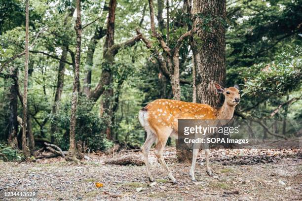 Deer is seen near Mt Wakakusa. Mt. Wakakusa is a mountain located in the eastern edge of Nara Park in Nara City, Nara Prefecture, and it is 342...
