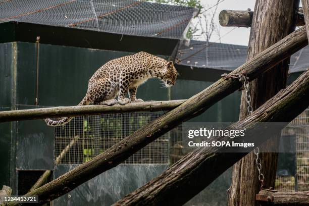 Persian Leopard seen at the Nyiregyhaza Animal Park. The Nyiregyhaza Zoo lies in a natural, almost untouched birch forest in the north east of...