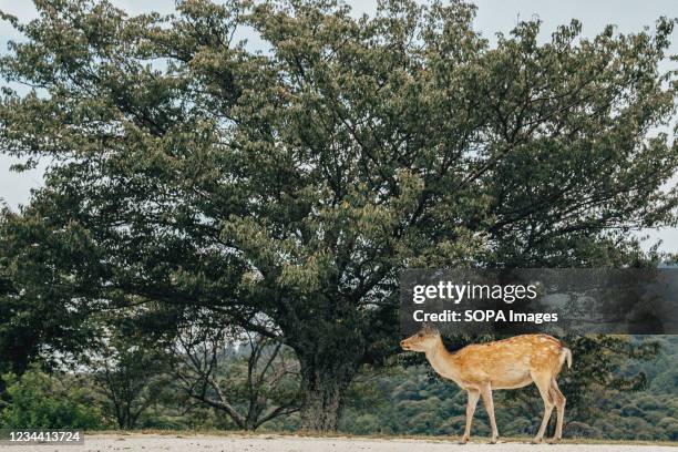 Deer is seen near Mt Wakakusa. Mt. Wakakusa is a mountain located in the eastern edge of Nara Park in Nara City, Nara Prefecture, and it is 342...