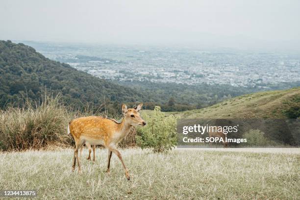 Pair of deer take a walk near Mt Wakakusa. Mt. Wakakusa is a mountain located in the eastern edge of Nara Park in Nara City, Nara Prefecture, and it...