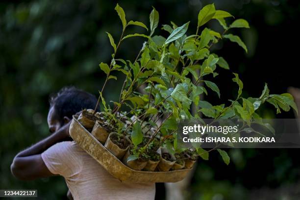 In this picture taken on July 31 a worker tends to a tea plantation in the southern district of Ratnapura, as Sri Lanka on August 3, 2021 lifted a...