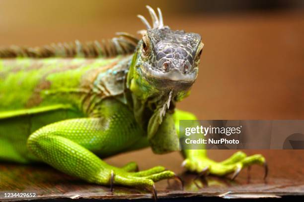 Green Iguana on the outskirts of Ajmer, Rajasthan, India on 03 August 2021.