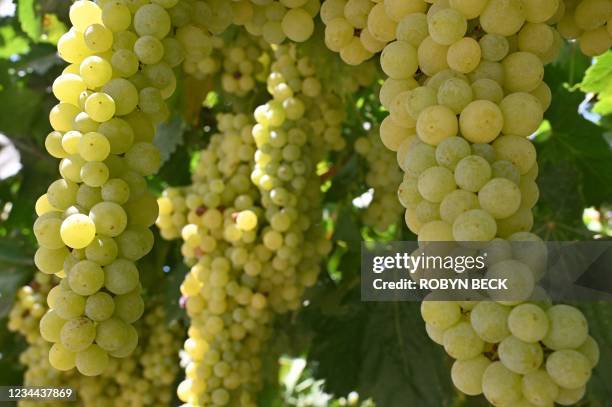 Grapes grow on a farm in the Fresno, California, July 24, 2021. - Central Valley farmers, desperate for water to irrigate crops amid a severe drought...