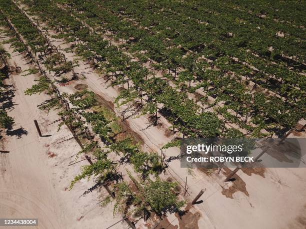 Field a grapes irrigated with drip irrigation are seen on a farm in Fresno, California, July 24, 2021. Central Valley farmers, desperate for water to...