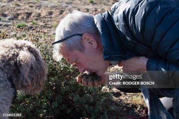 Paul Miros of Woodford Truffles, smells the soil as he searches with his dog, Baccio, an Italian Lagotto Romagnolo breed, commonly used for...