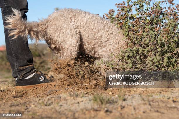 Paul Miros of Woodford Truffles, searches with his dog, Baccio, an Italian Lagotto Romagnolo breed, commonly used for truffle-hunting, on the family...