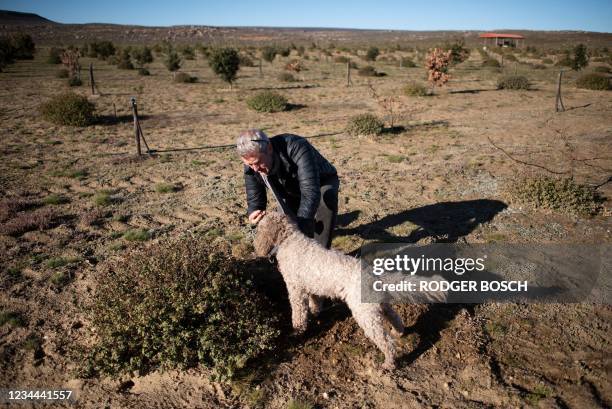 Paul Miros of Woodford Truffles, searches with his dog, Baccio, an Italian Lagotto Romagnolo breed, commonly used for truffle-hunting, on the family...