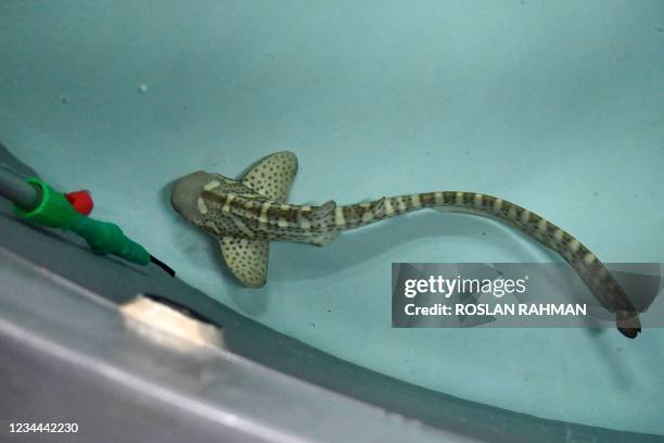 An aquarist performs a targeted feeding technique on a baby zebra shark in quarantine that was born through parthenogenesis, a process which involves...