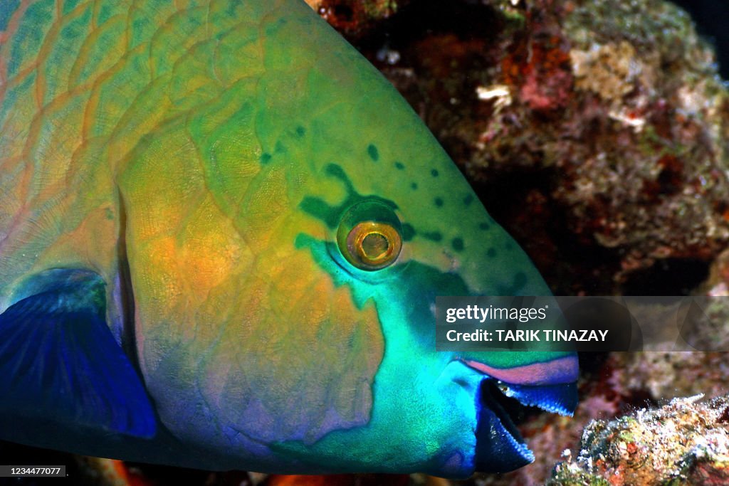 EGYPT-PARROTFISH-FEATURE