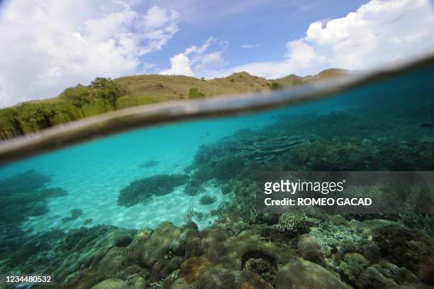 In this photograph taken on December 2 corals abound in the Pink Beach of Komodo island, home of the Komodo dragon, surrounded by hills with green...
