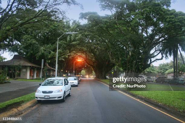 Large banyan trees form a canopy over a small road on the Big Island, Hawaii, USA.