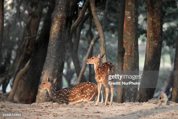 Spotted deer at the Mrigasthali Deer Park just outside the Pashupatinath Temple Complex in Kathmandu, Nepal, on December 05, 2011. Deer are...