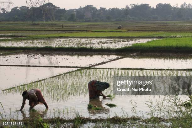 Women plant rice saplings at a paddy field in Hooghly district of West Bengal ,india on August 06,2021.