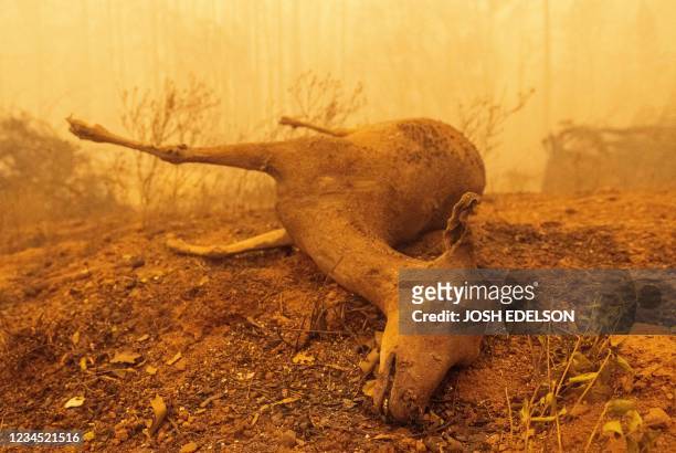 Dead deer lays near a burned property during the Dixie fire in Greenville, California on August 6, 2021. - A huge wildfire tearing through northern...