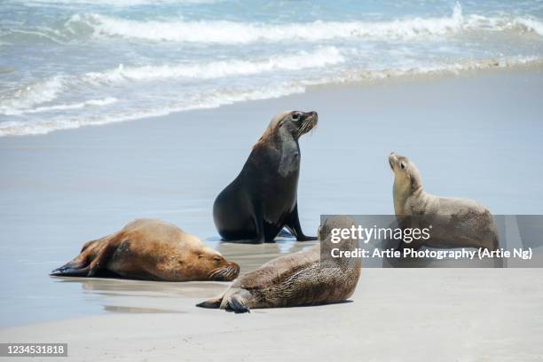 australian sea lions at seal bay, kangaroo island, south australia - seal bay stockfoto's en -beelden