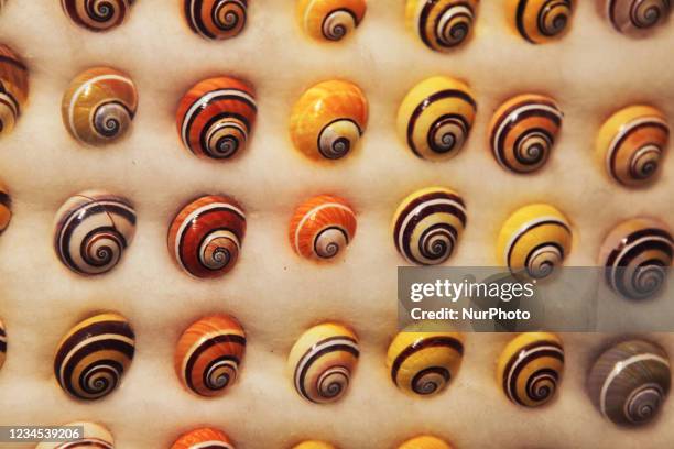Cuban Shells 38 Cuban Snails Stock Photos, High-Res Pictures, and Images - Getty Images